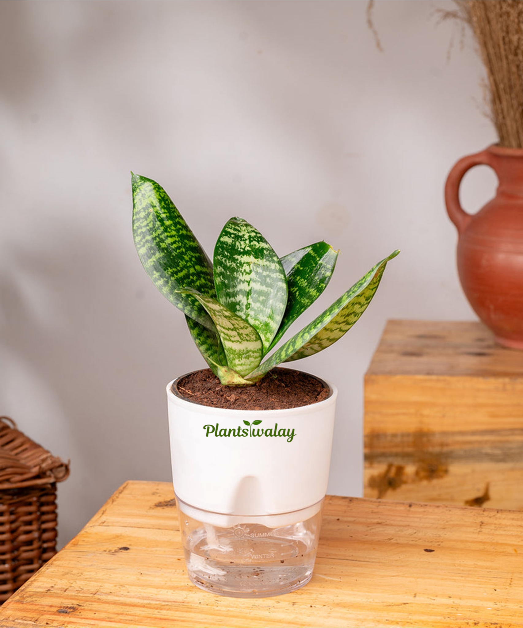 dwarf snake plant dwarf green snake with self watering pot – plantswalay