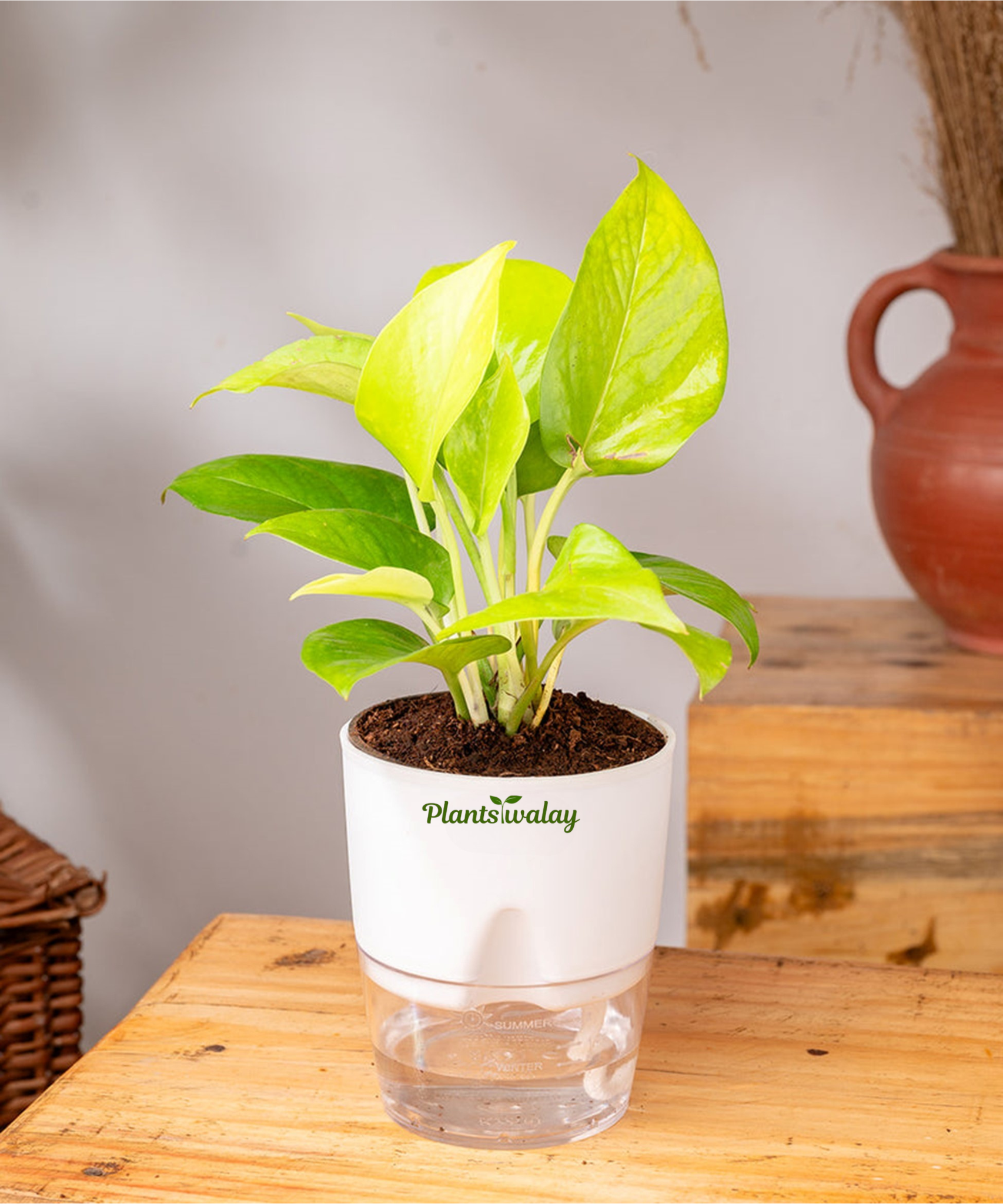 watering money plant in summer Money Plant with Self-Watering Pot