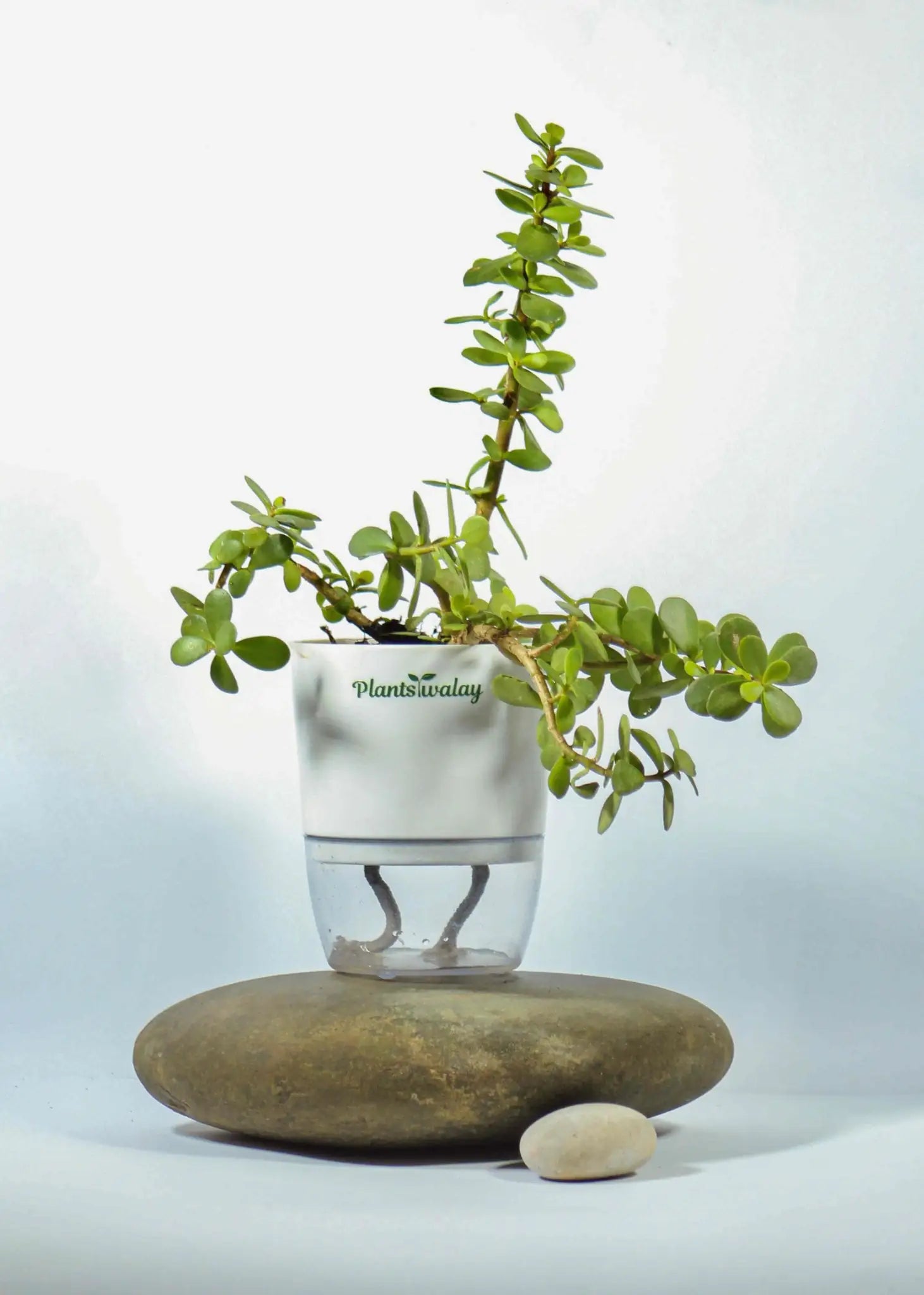 jade plant pot Jade Plant with Self-Watering Pot – plantswalay