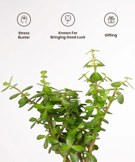 are jade plant good luck Jade Plant with Self-Watering Pot – plantswalay