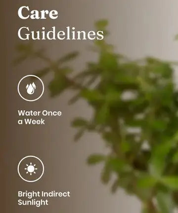 care of jade plants watering Jade Plant with Self-Watering Pot – plantswalay
