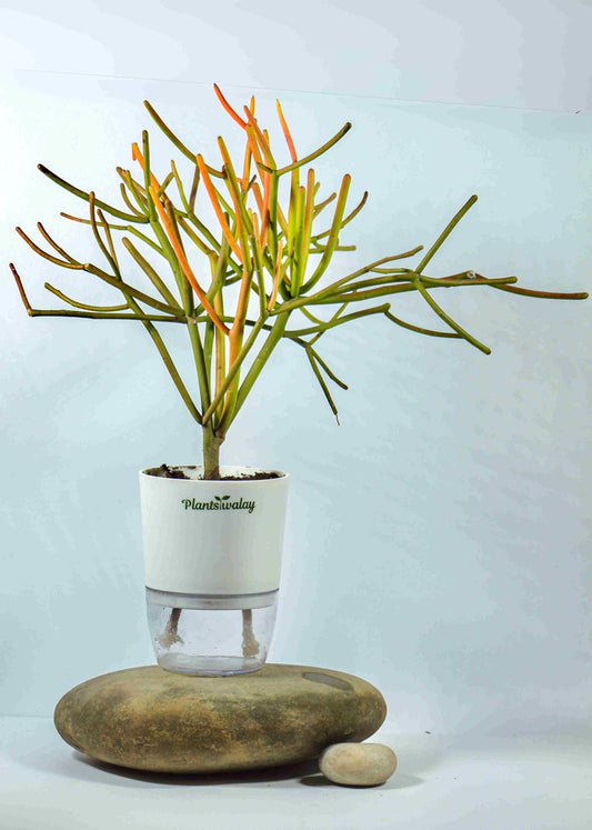 Pencil cactus with Self - Watering Pot - plantswalay