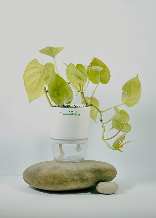 philodendron Green With Self Watering Pot - plantswalay