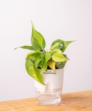 brasil philodendron watering Philodendron Brazil in Self-Watering Pot – plantswalay