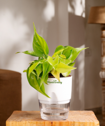 Philodendron Brazil in Self-Watering Pot – plantswalay