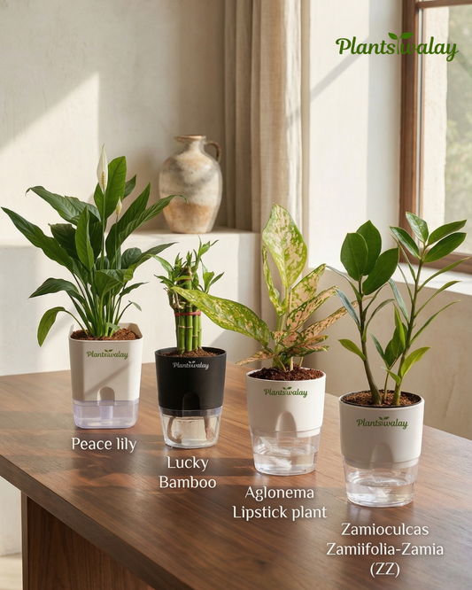 Deal of  4 -Peaclilly (green) Plant, Lucky Bamboo,Aglonema Lipstick plant,Zz plant- with self watering pot