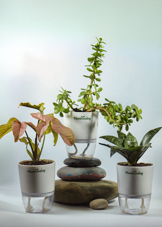 Set of Three Syngonium Pink, Jade Plant & Dwarf Snake Plant - plantswalay