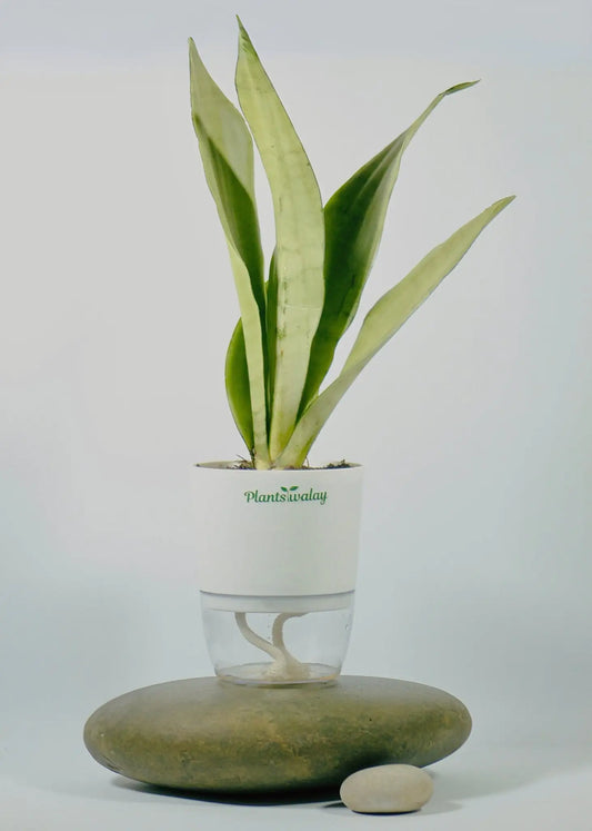moonshine snake plant price Snake Moonshine with Self-Watering Pot – plantswalay