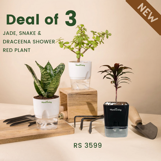 Deal of  3 - Jade Plant, Dwarf Snake ,Dracena Red Shower - with self watering pot