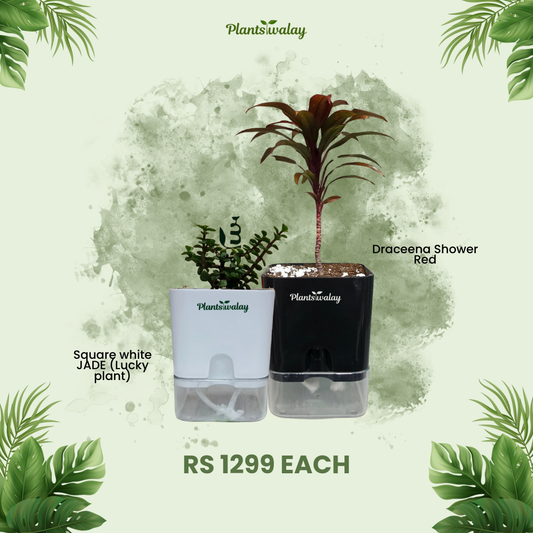 Combo of Dracena Shower Red  & Jade (Lucky Plant) with self watering Pot
