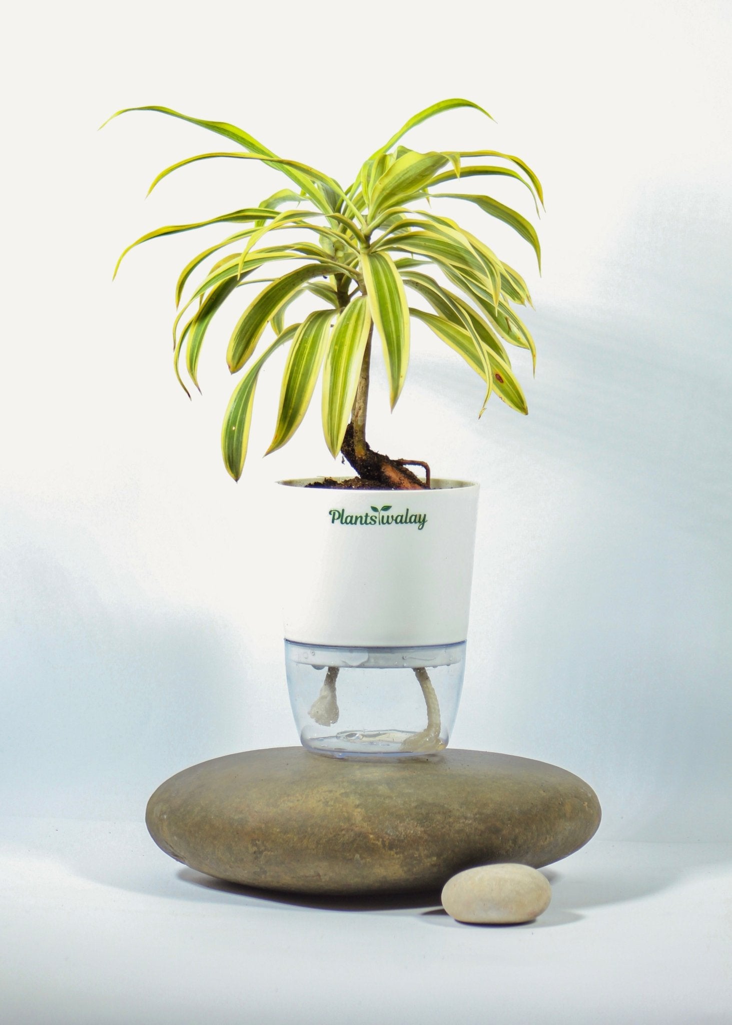 Song of India (Dracena Reflexa) Plant with Self - Watering Pot - plantswalay