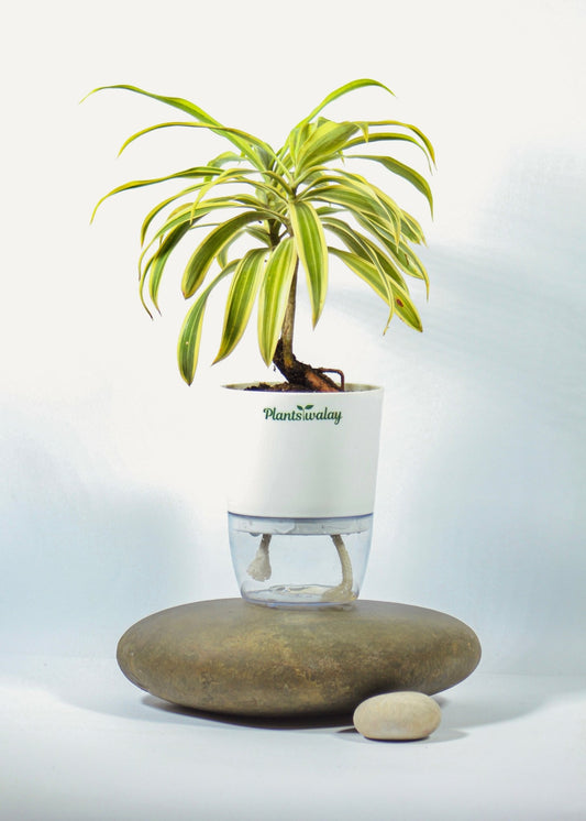 Song of India (Dracena Reflexa) Plant with Self - Watering Pot - plantswalay