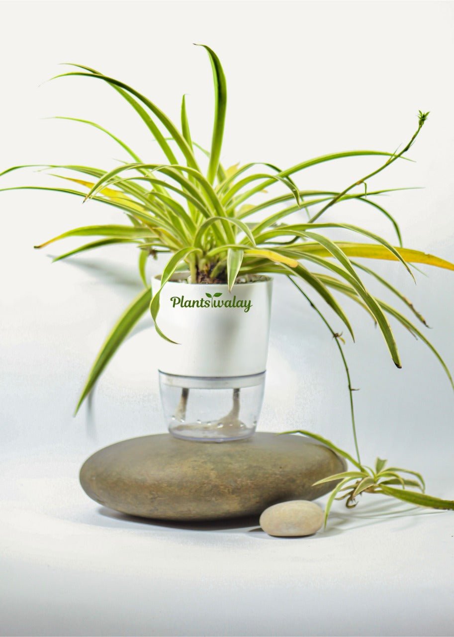 Spider Plant With Self Watering Pot - plantswalay