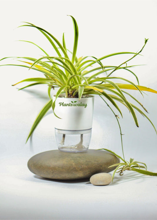 Spider Plant With Self Watering Pot - plantswalay