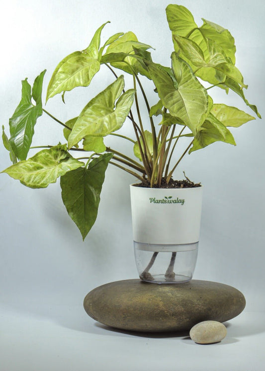 Syngonium Green With Self Watering Pot - plantswalay