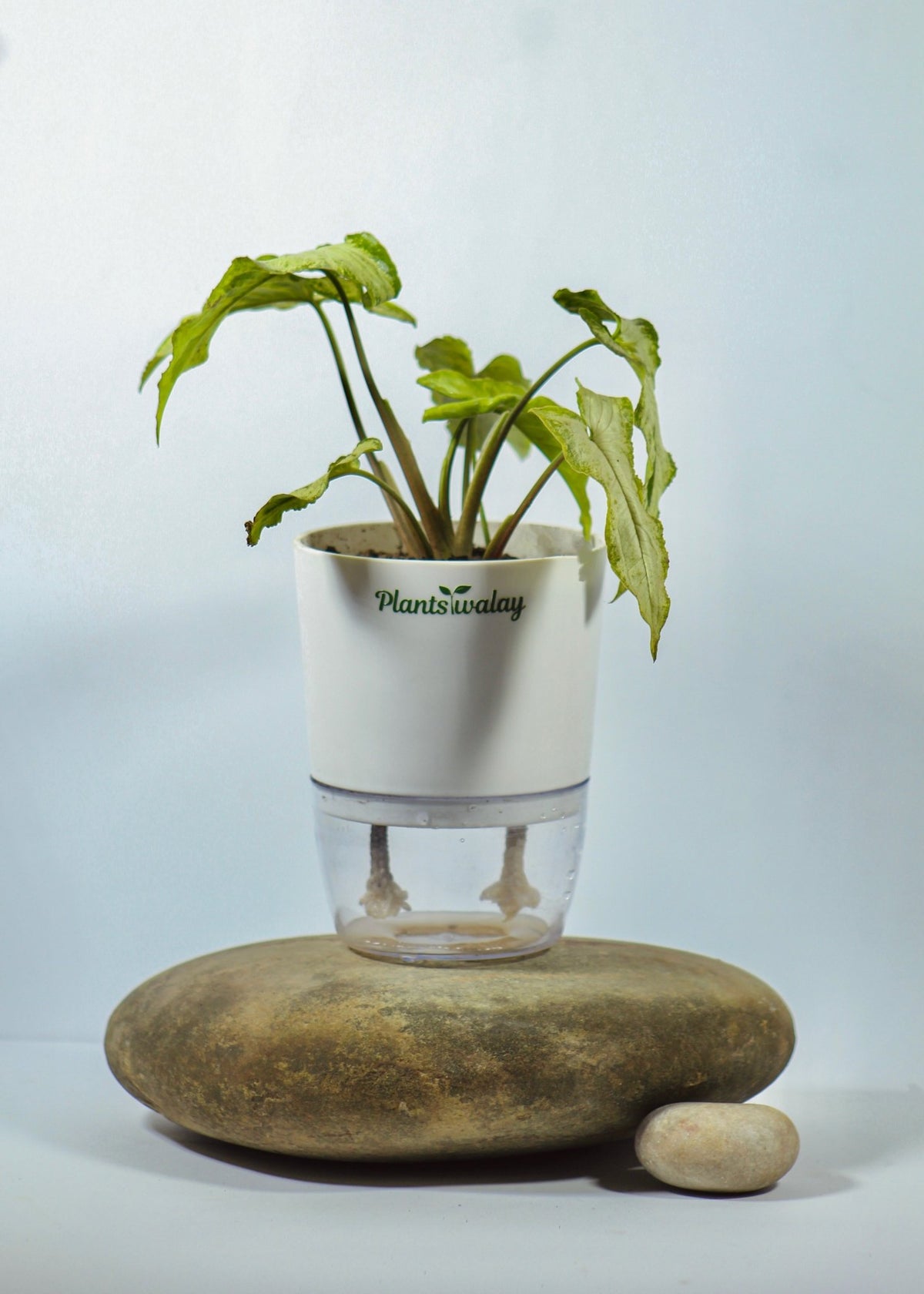 Syngonium Holly with Self - Watering Pot - plantswalay