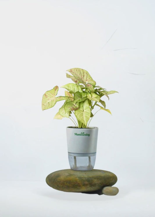 Syngonium Milk Confetti with Self - Watering Pot - plantswalay