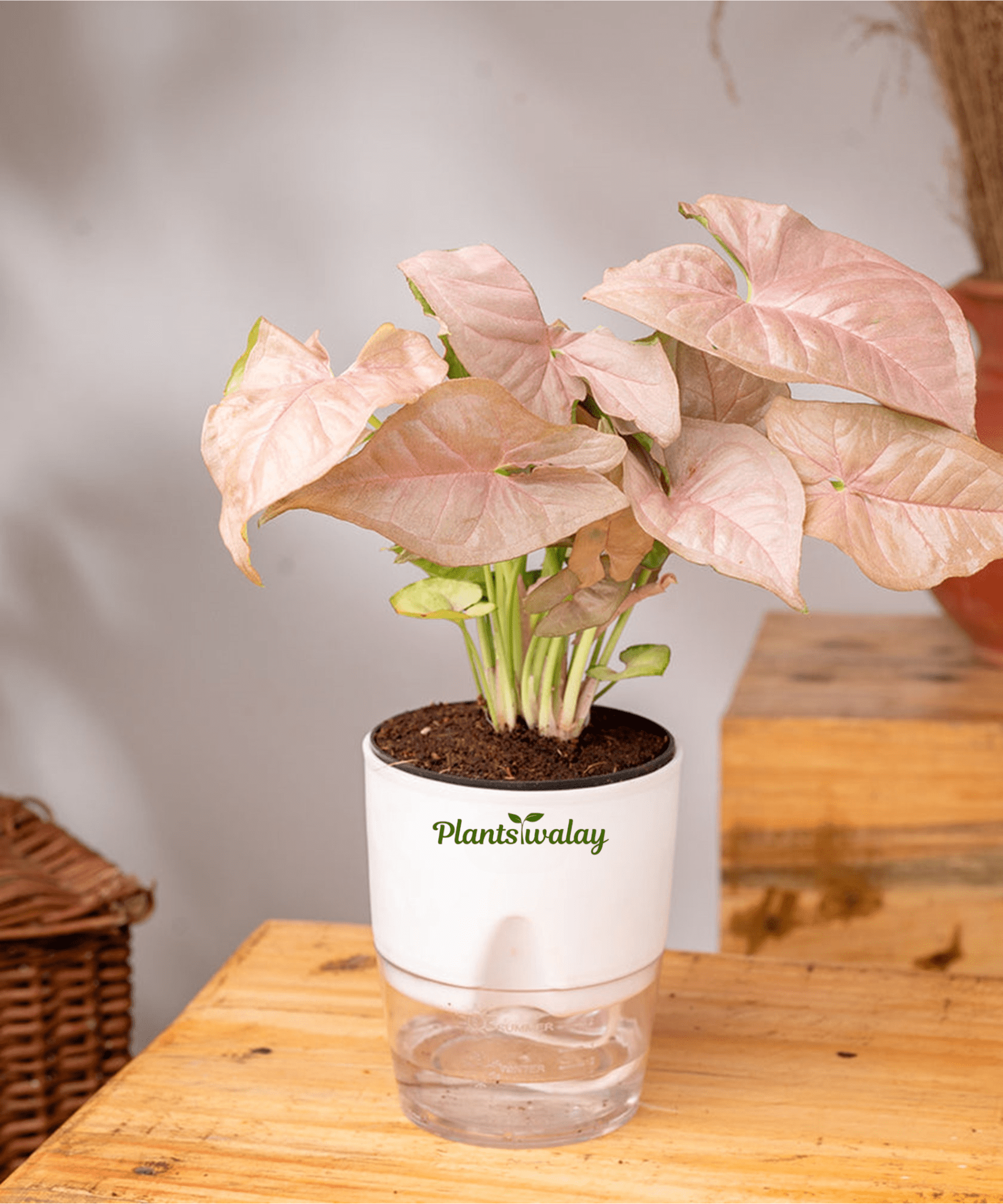 Syngonium Pink Allusion with Self - Watering Pot - plantswalay