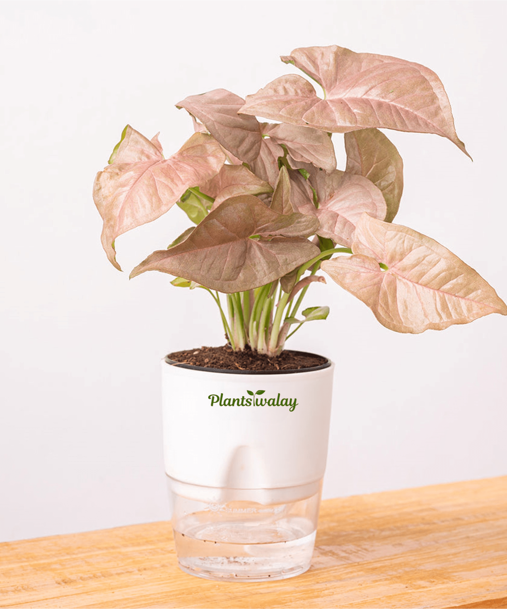 Syngonium Pink Allusion with Self - Watering Pot - plantswalay