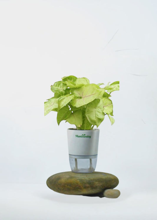 Syngonium Red Heart Vine with Self - Watering Pot - plantswalay