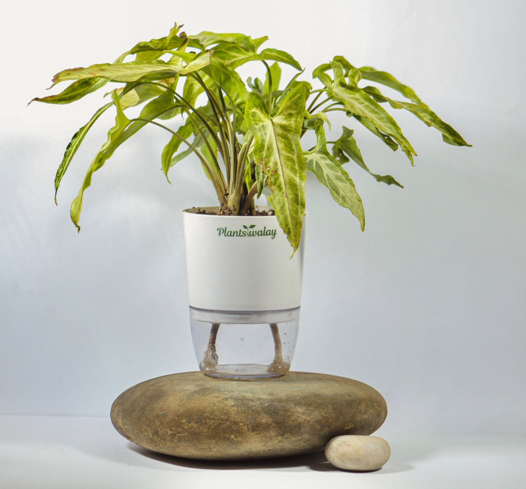 spider plant self watering pot Spider Plant With Self Watering Pot – plantswalay