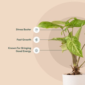 Syngonium Pixie White Butterfly With Self Watering Pot