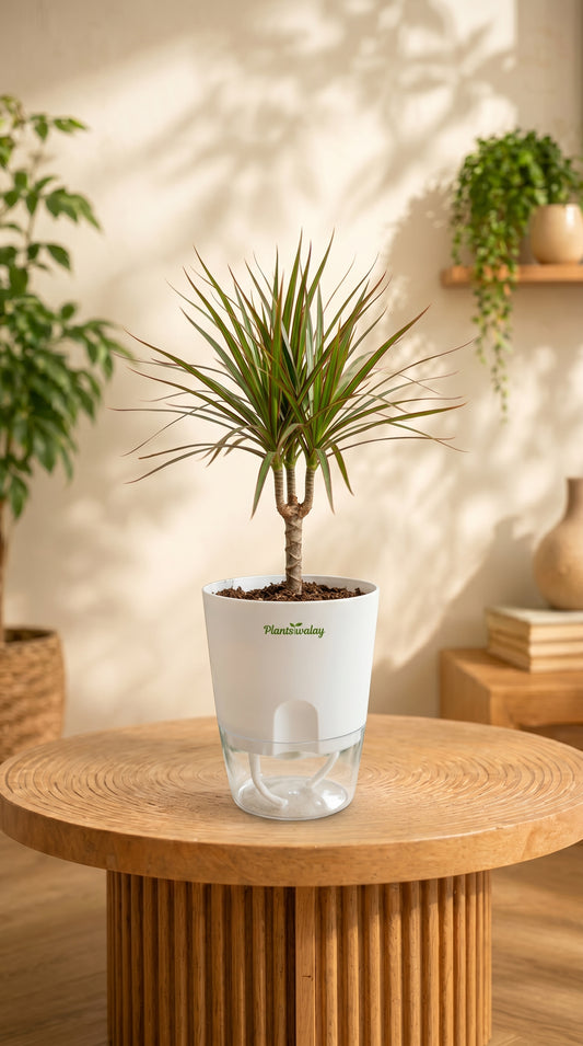 Dracaena Marginata Plant with Self-Watering Pot