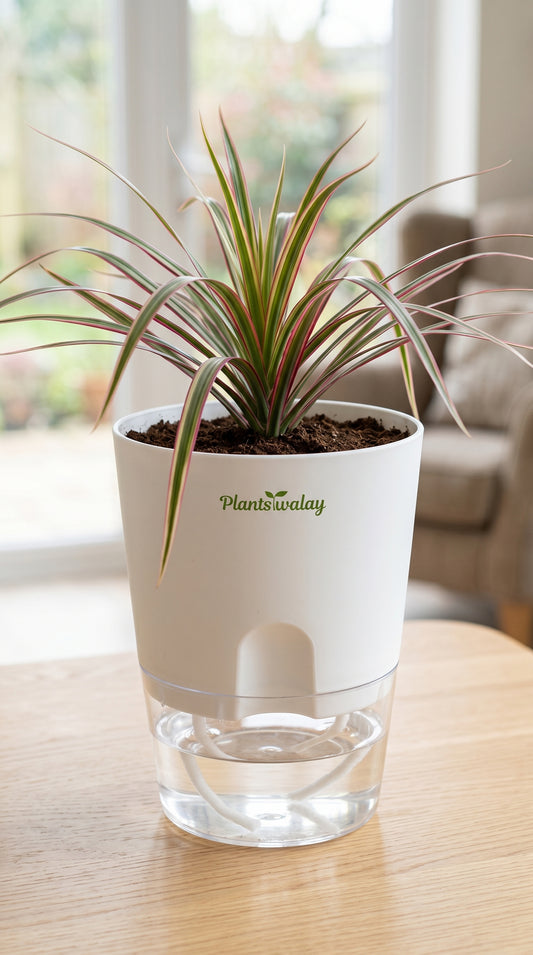 Dracena Marginata Colorama with Self-Watering Pot