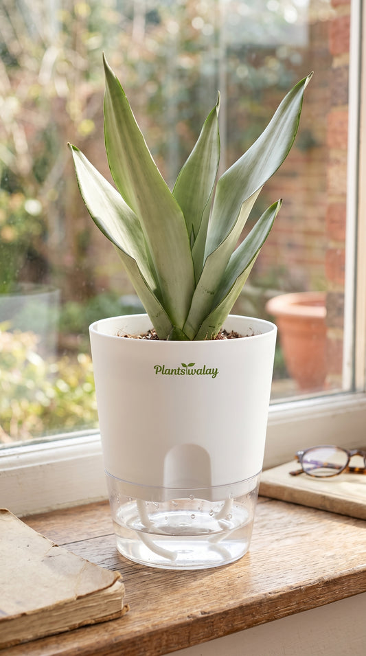 Snake Moonshine with Self-Watering Pot