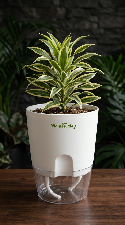 Song of India (Dracena Reflexa) Plant with Self-Watering Pot