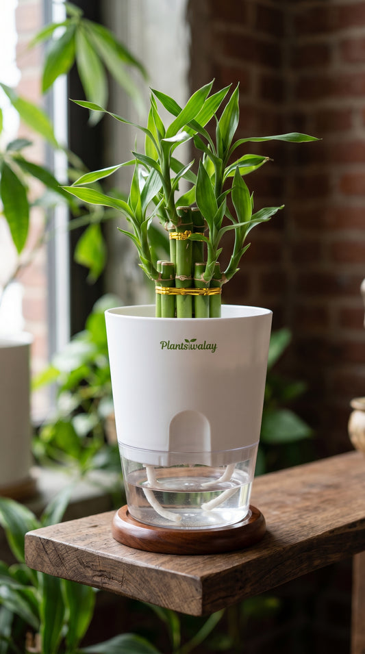 Lucky Bamboo with self watering pot