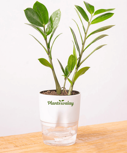 Zamioculcas Zamiifolia - Zamia (ZZ) Plant With Self Watering Pot - plantswalay