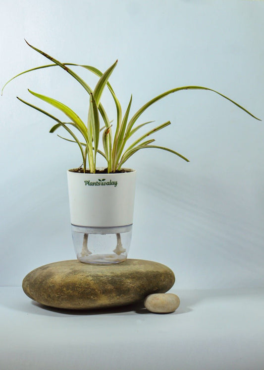 Zebra Spider Plant With Self Watering Pot - plantswalay